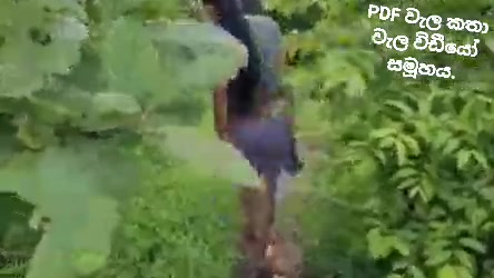 kaamasuuthra Sri Lankan Sex Videos